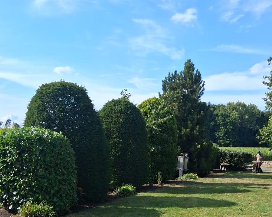 Gepflegter Garten mit geschnittenen Formhecken und Rasen unter blauem Himmel