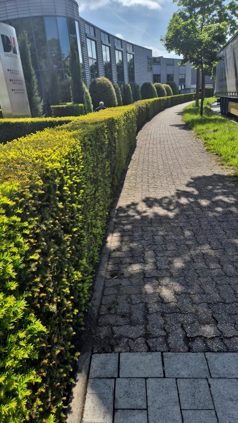 Frisch geschnittene Eibenhecke entlang eines Gehwegs an einem Gewerbegebiet